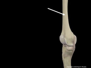 Copyright © 2010 Ryan P. Murphy
 