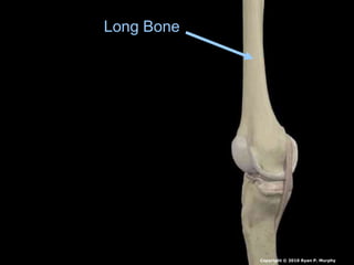 Long Bone
Copyright © 2010 Ryan P. Murphy
 