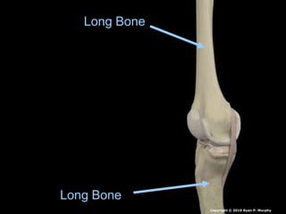 Long Bone
Long Bone
Copyright © 2010 Ryan P. Murphy
 