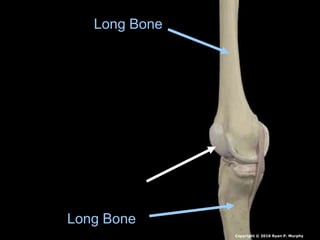 Long Bone
Long Bone
Copyright © 2010 Ryan P. Murphy
 