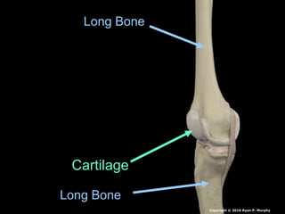 Long Bone
Long Bone
Cartilage
Copyright © 2010 Ryan P. Murphy
 