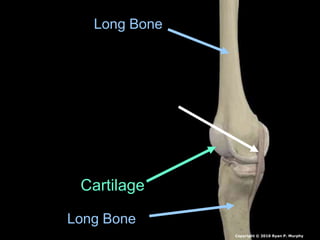 Long Bone
Long Bone
Cartilage
Copyright © 2010 Ryan P. Murphy
 