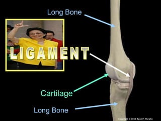 Long Bone
Long Bone
Cartilage
Copyright © 2010 Ryan P. Murphy
 