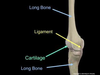 Long Bone
Long Bone
Cartilage
Ligament
Copyright © 2010 Ryan P. Murphy
 