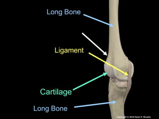 Long Bone
Long Bone
Cartilage
Ligament
Copyright © 2010 Ryan P. Murphy
 