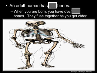• An adult human has 206 bones.
– When you are born, you have over 300
bones. They fuse together as you get older.
Copyright © 2010 Ryan P. Murphy
 