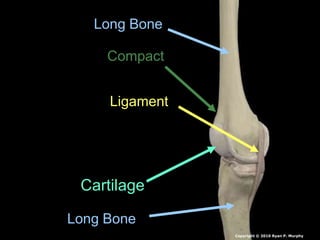Long Bone
Long Bone
Cartilage
Ligament
Compact
Copyright © 2010 Ryan P. Murphy
 