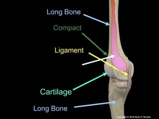 Long Bone
Long Bone
Cartilage
Ligament
Compact
Copyright © 2010 Ryan P. Murphy
 