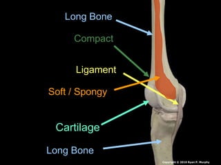 Long Bone
Long Bone
Cartilage
Ligament
Compact
Soft / Spongy
Copyright © 2010 Ryan P. Murphy
 