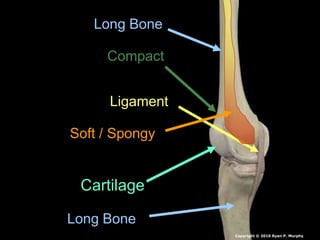 Long Bone
Long Bone
Cartilage
Ligament
Compact
Soft / Spongy
Copyright © 2010 Ryan P. Murphy
 