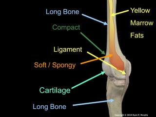 Long Bone
Long Bone
Cartilage
Ligament
Compact
Soft / Spongy
Yellow
Marrow
Fats
Copyright © 2010 Ryan P. Murphy
 