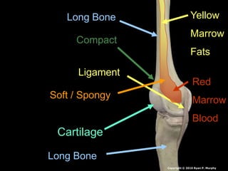 Long Bone
Long Bone
Cartilage
Ligament
Compact
Soft / Spongy
Yellow
Marrow
Fats
Red
Marrow
Blood
Copyright © 2010 Ryan P. Murphy
 