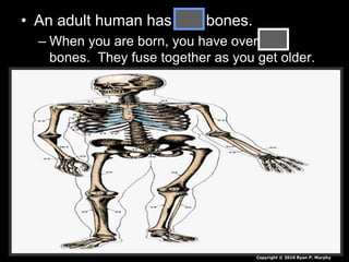 • An adult human has 206 bones.
– When you are born, you have over 300
bones. They fuse together as you get older.
Copyright © 2010 Ryan P. Murphy
 