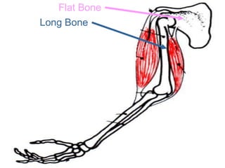 Flat Bone
Long Bone
Copyright © 2010 Ryan P. Murphy
 