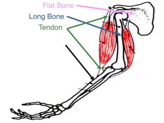 Flat Bone
Long Bone
Tendon
Copyright © 2010 Ryan P. Murphy
 