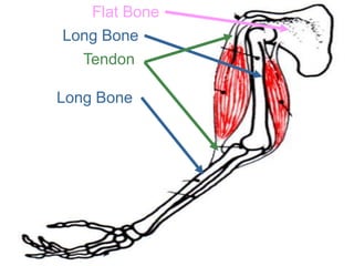 Flat Bone
Long Bone
Tendon
Long Bone
Copyright © 2010 Ryan P. Murphy
 