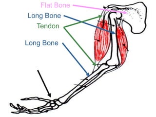 Flat Bone
Long Bone
Tendon
Long Bone
Copyright © 2010 Ryan P. Murphy
 