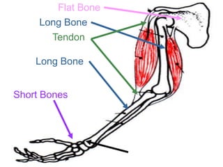 Flat Bone
Long Bone
Tendon
Long Bone
Short Bones
Copyright © 2010 Ryan P. Murphy
 