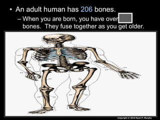 • An adult human has 206 bones.
– When you are born, you have over 300
bones. They fuse together as you get older.
Copyright © 2010 Ryan P. Murphy
 