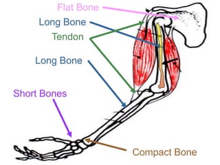 Flat Bone
Long Bone
Tendon
Long Bone
Short Bones
Compact Bone
Copyright © 2010 Ryan P. Murphy
 