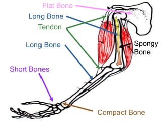 Flat Bone
Long Bone
Tendon
Long Bone
Short Bones
Compact Bone
Spongy
Bone
Copyright © 2010 Ryan P. Murphy
 