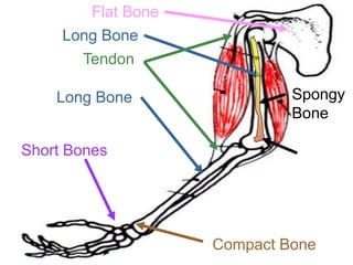 Flat Bone
Long Bone
Tendon
Long Bone
Short Bones
Compact Bone
Spongy
Bone
Copyright © 2010 Ryan P. Murphy
 