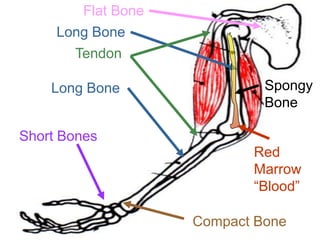Flat Bone
Long Bone
Tendon
Long Bone
Short Bones
Compact Bone
Spongy
Bone
Red
Marrow
“Blood”
Copyright © 2010 Ryan P. Murphy
 