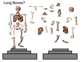 Long Bones?
Copyright © 2010 Ryan P. Murphy
 