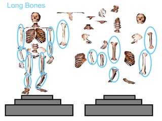 Long Bones
Copyright © 2010 Ryan P. Murphy
 