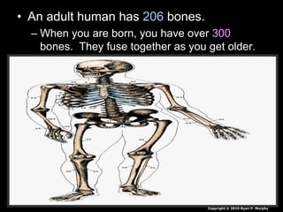 • An adult human has 206 bones.
– When you are born, you have over 300
bones. They fuse together as you get older.
Copyright © 2010 Ryan P. Murphy
 
