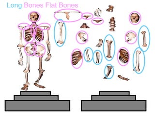 Long Bones Flat Bones
 