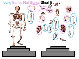 Long Bones Flat Bones Short Bones
Copyright © 2010 Ryan P. Murphy
 