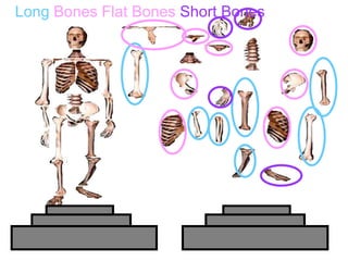 Long Bones Flat Bones Short Bones
Copyright © 2010 Ryan P. Murphy
 