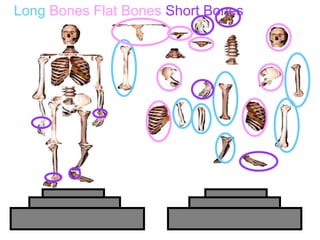 Long Bones Flat Bones Short Bones
Copyright © 2010 Ryan P. Murphy
 