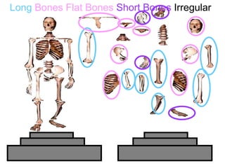 Long Bones Flat Bones Short Bones Irregular
Copyright © 2010 Ryan P. Murphy
 