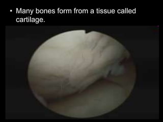 • Many bones form from a tissue called
cartilage.
 
