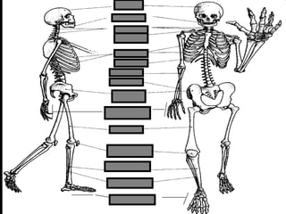 phalanges
metacarpals
Copyright © 2010 Ryan P. Murphy
 
