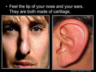 • Feel the tip of your nose and your ears.
They are both made of cartilage.
Copyright © 2010 Ryan P. Murphy
 