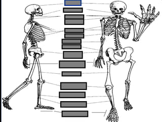 phalanges
metacarpals
 