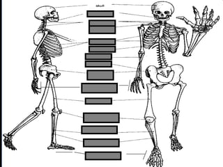 phalanges
metacarpals
 