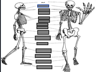phalanges
metacarpals
Copyright © 2010 Ryan P. Murphy
 