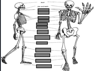 phalanges
metacarpals
Copyright © 2010 Ryan P. Murphy
 