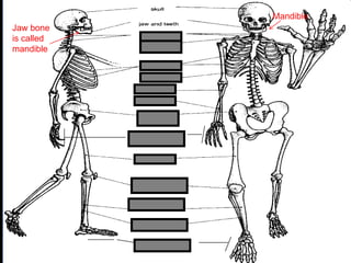 phalanges
metacarpals
Copyright © 2010 Ryan P. Murphy
Jaw bone
is called
mandible
Mandible
 