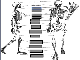 phalanges
metacarpals
Copyright © 2010 Ryan P. Murphy
 