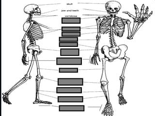 phalanges
metacarpals
Copyright © 2010 Ryan P. Murphy
 