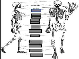 phalanges
metacarpals
Copyright © 2010 Ryan P. Murphy
 