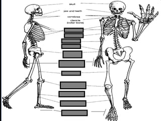 phalanges
metacarpals
 