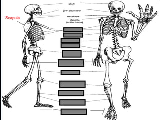phalanges
metacarpals
Scapula
 