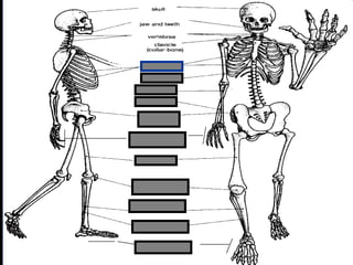 phalanges
metacarpals
Copyright © 2010 Ryan P. Murphy
 