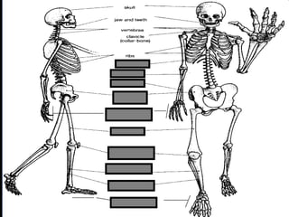 phalanges
metacarpals
Copyright © 2010 Ryan P. Murphy
 